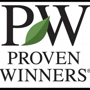 Double Mauve Camellia Live Plant - Fall Blooming, 4 inch Pot - Image 4