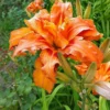 Double Orange Daylily Bulbs - 3 Bare Roots for Vibrant Flowers - Image 1