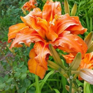Double Orange Daylily Bulbs - 3 Bare Roots for Vibrant Flowers - Image 1