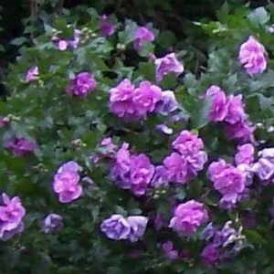 Double Purple/Pink Rose of Sharon Unrooted Cuttings - Set of 10, Outdoor Flowering Shrub - Image 1