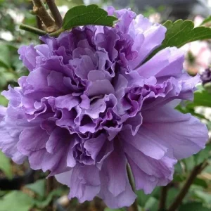 Double Purple/Pink Rose of Sharon Unrooted Cuttings - Set of 10, Outdoor Flowering Shrub - Image 5