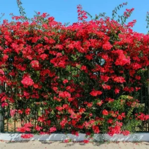 Double Red Bougainvillea Live Plant Starter Set - 4-10