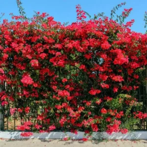 Double Red Bougainvillea Live Plant Starter Set - 4-10" Tall Vine - Image 2