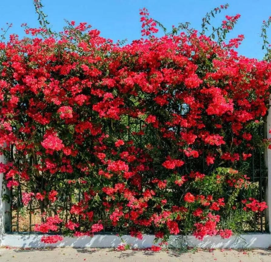 Double Red Bougainvillea Live Plant Starter Set - 4-10" Tall Vine - Image 2