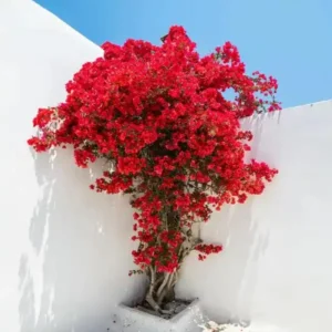 Double Red Bougainvillea Live Plant Starter Set - 4-10" Tall Vine - Image 1