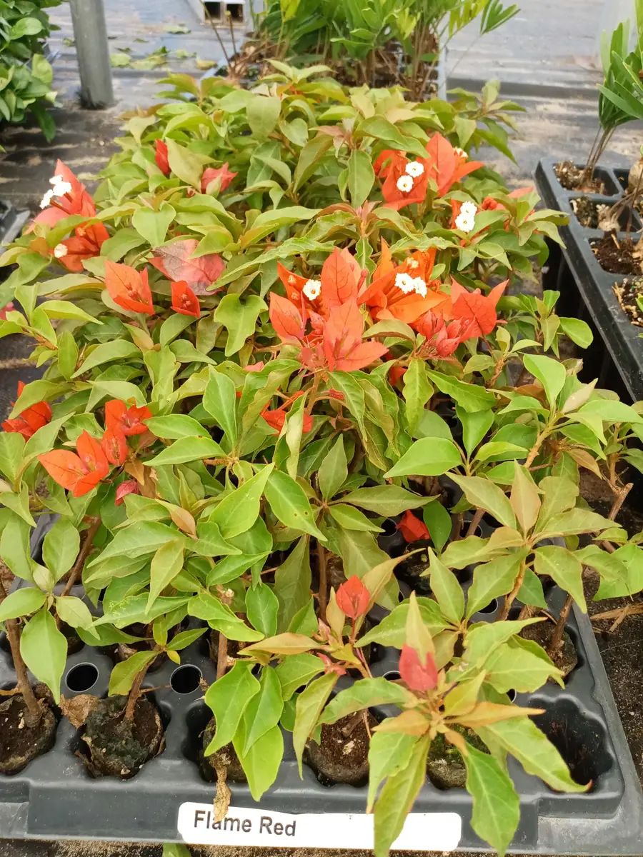 Double Red Bougainvillea Live Plant Starter Set - 4-10" Tall Vine - Image 4