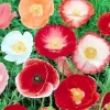 Double Shirley Poppy Flower Seeds - 1000+ Annual Mixed Colors Outdoor - Image 1
