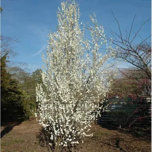 Double White Flowering Peach Tree - 3-4 Ft Tall Live Plant - 3 Gal Pot - Image 2