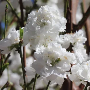 Double White Flowering Peach Tree - 3-4 Ft Tall Live Plant - 3 Gal Pot - Image 1