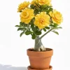Double Yellow Desert Rose Live Plant, Adenium Succulent, 4-7 Inch Tall, Vibrant Blooms - Image 1