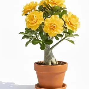 Double Yellow Desert Rose Live Plant, Adenium Succulent, 4-7 Inch Tall, Vibrant Blooms - Image 2