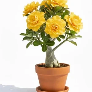 Double Yellow Desert Rose Live Plant, Adenium Succulent, 4-7 Inch Tall, Vibrant Blooms - Image 1