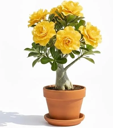 Double Yellow Desert Rose Live Plant, Adenium Succulent, 4-7 Inch Tall, Vibrant Blooms - Image 7