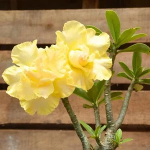 Double Yellow Desert Rose Live Starter Plant - 3-6" Tall - Yellow Blooms - Image 1