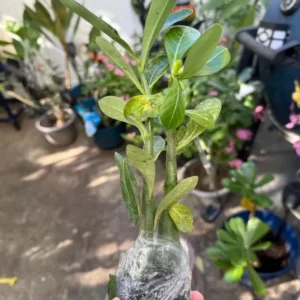 Double Yellow Desert Rose Live Starter Plant - 3-6