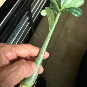 Double Yellow Desert Rose Live Starter Plant - 3-6