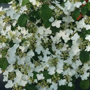 Doublefile Viburnum Live Plant - Outdoor Shrub - 4 inch Pot - Image 2