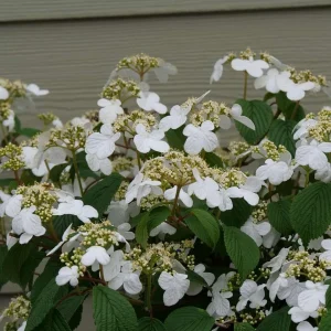 Doublefile Viburnum Live Plant - Outdoor Shrub - 4 inch Pot - Image 1
