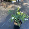 Downy Jasmine Live Plant - Fragrant Evergreen Shrub for Outdoor Gardens - Image 1
