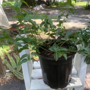 Downy Jasmine Live Plant - Fragrant Evergreen Shrub for Outdoor Gardens - Image 2