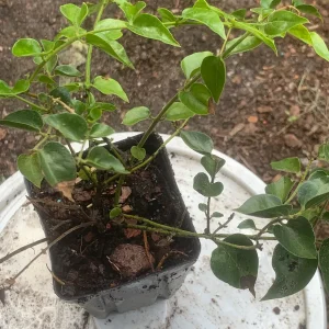 Downy Jasmine Live Plant - Fragrant Evergreen Shrub for Outdoor Gardens - Image 3