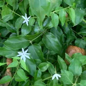 Downy Jasmine Live Plant - Fragrant Evergreen Shrub for Outdoor Gardens - Image 7