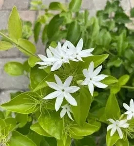 Downy Jasmine Live Plant (Jasminum Multiflorum) - Fragrant Evergreen Shrub - Image 5
