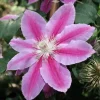 Dr. Ruppel Clematis Live Plant – 2.5 inch Pot – Perennial Flowering Vine - Image 1