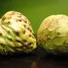 Dr. White Cherimoya Grafted Tree - 1-2 ft Tall Live Plant - Sweet Fruit - 3 Gal Pot - Image 1