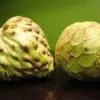 Dr White Cherimoya Live Plant – 3 Feet Tall – 3 Gallon Pot – Fruit Tree - Image 1