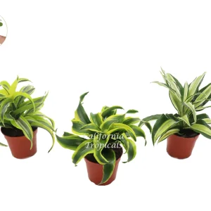 Dracaena Combo Live Plant – Assorted Indoor Houseplant Surprise – 4 inch Pot - Image 1