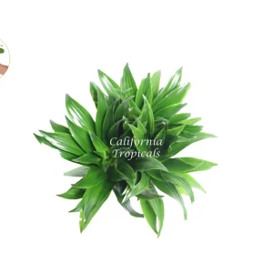 Dracaena Compacta 'Janet Craig' - 6 inch Potted Live Indoor Plant - Image 2