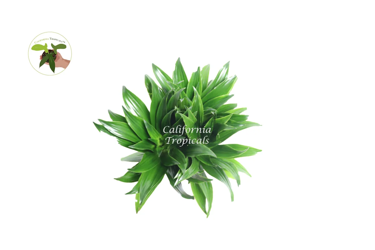 Dracaena Compacta 'Janet Craig' - 6 inch Potted Live Indoor Plant - Image 2