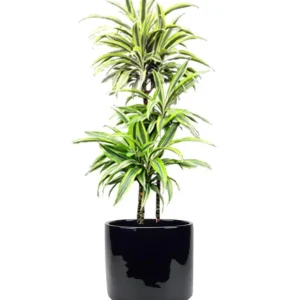 Dracaena Dragon Tree Live Plant – Indoor Houseplant – 6 inch Pot - Image 2