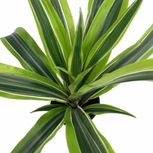 Dracaena Dragon Tree Live Plant – Indoor Houseplant – 6 inch Pot - Image 3