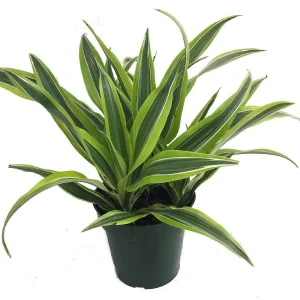 Dracaena Dragon Tree Live Plant – Indoor Houseplant – 6 inch Pot - Image 1