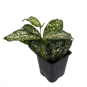 Dracaena Florida Beauty Live Plant – 3 Inch Pot – Indoor Houseplant - Image 2