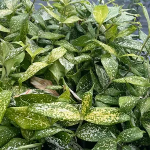 Dracaena Florida Beauty Live Plant – 3 Inch Pot – Indoor Houseplant - Image 3