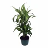 Dracaena Hawaiian Sunshine Dragon Tree Live Plant – 6 inch Pot – Indoor - Image 1