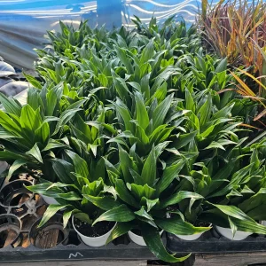 Dracaena Janet Craig Compacta Live Plant – 4in Pot – Indoor Houseplant - Image 2