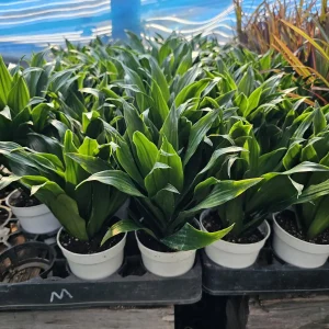 Dracaena Janet Craig Compacta Live Plant – 4in Pot – Indoor Houseplant - Image 4