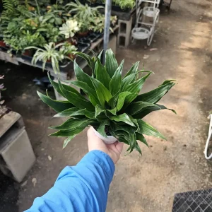 Dracaena Janet Craig Compacta Live Plant – 4in Pot – Indoor Houseplant - Image 5