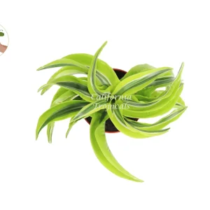 Dracaena Lemon Surprise Live Plant – 4 inch Potted Houseplant – Indoor Foliage - Image 2