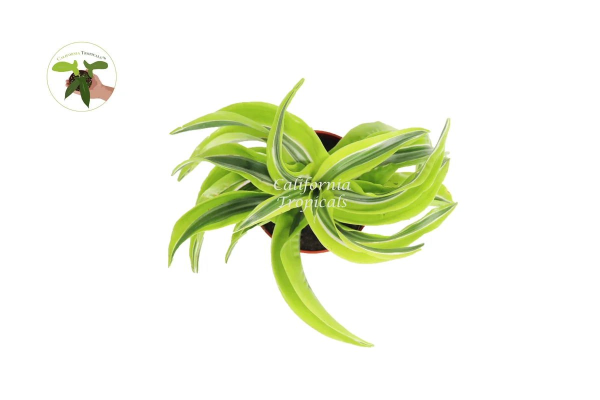Dracaena Lemon Surprise Live Plant – 4 inch Potted Houseplant – Indoor Foliage - Image 2