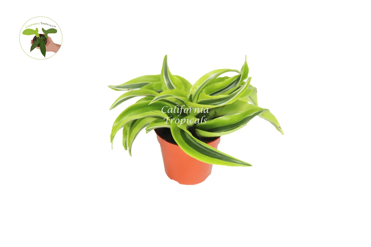 Dracaena Lemon Surprise Live Plant – 4 inch Potted Houseplant – Indoor Foliage - Image 1