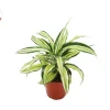 Dracaena Lime Dragon Malaika Live Plant – 4 inch Pot – Indoor Foliage Houseplant - Image 1