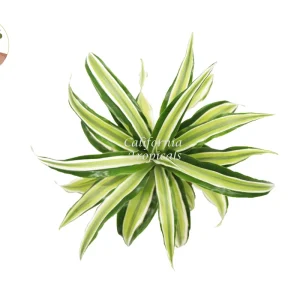 Dracaena Lime Dragon Malaika Live Plant – 4 inch Pot – Indoor Foliage Houseplant - Image 2