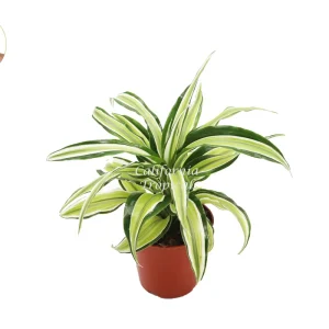 Dracaena Lime Dragon Malaika Live Plant – 4 inch Pot – Indoor Foliage Houseplant - Image 1