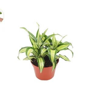 Dracaena Lime Dragon Malaika Live Plant – 6 inch Pot – Indoor Foliage Houseplant - Image 1