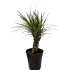Dracaena Magenta Braid Live Plant – Braided Dracaena Marginata – 6 Inch Pot – Low Maintenance Indoor Plant - Image 1